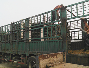 新農(nóng)村建設(shè)水泥護(hù)欄裝車現(xiàn)場